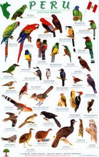 Enlarge image Cover: Peru Forest Bird Guide - Rainforest Publications