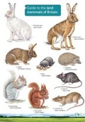 Cover: Guide to the Land Mammals of Britain - Field Studies Council