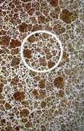 Cover: The Odes to TL61P - Enitharmon Press