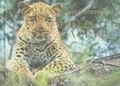Cover: Wildlife of Africa - The Gerald & Marc Hoberman Collection