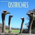 Cover: Ostriches - Janssen Publishers