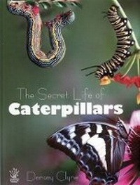 Abbildung von: Secret Life of Caterpillars - Young Reed