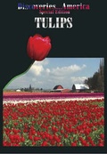 Cover: Tulips: DVDDASE8 - Bennett-Watt Entertainment, Inc