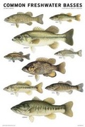Cover: Common Freshwater Basses of North America - Scott & Nix, Inc