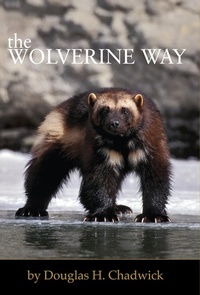 Enlarge image Cover: The Wolverine Way - Patagonia
