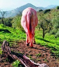 Cover: Land Logo L&ouml;we - edition fink
