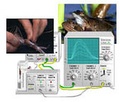 Cover: Virtual Physiology - SimHeart, SimMuscle, SimNerve, SimPatch, SimVessel / SimMuscle: Nerv-Muskel-Pr&auml;parate im virtuellen Physiologie-Labor (am Frosch-Muskel) - Thieme