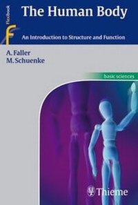 Abbildung von: The Human Body - Thieme