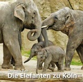 Cover: Elefanten zu K&ouml;ln - Kiepenheuer & Witsch