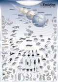 Cover: Die Evolution der Tiere - E. Schweizerbart