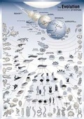 Cover: The Evolution of Animals - Schweizerbart'sche, E.