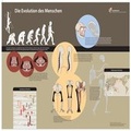 Cover: Die Evolution des Menschen - Poster - Schweizerbart'sche, E.