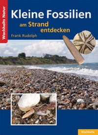 Abbildung von: Kleine Fossilien am Strand entdecken - Wachholtz