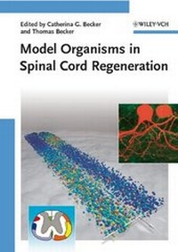 Abbildung von: Model Organisms in Spinal Cord Regeneration - Wiley-Blackwell