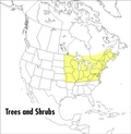 Cover: A Field Guide to Trees and Shrubs - Houghton Mifflin (Trade)