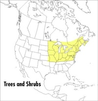 Enlarge image Cover: A Field Guide to Trees and Shrubs - Houghton Mifflin (Trade)