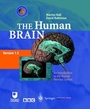 Cover: The Human Brain - Springer
