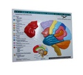 Cover: Brain Model & Puzzle - Anatomy and Functional Areas of the Brain - WW Norton & Co