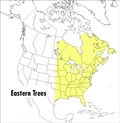 Cover: Peterson Field Guide To Eastern Trees, A - Houghton Mifflin