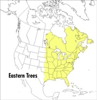 Enlarge image Cover: Peterson Field Guide To Eastern Trees, A - Houghton Mifflin