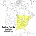 Cover: Field Guide to Eastern Forests - Houghton Mifflin (Trade)