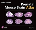 Bild: Prenatal Mouse Brain Atlas - Springer