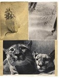 Cover: Hanna H&ouml;ch - Hatje Cantz Verlag