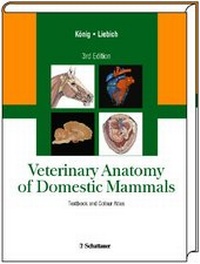Abbildung von: Veterinary Anatomy of Domestic Mammals - Schattauer