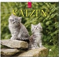 Cover: Katzen 2015 - St&uuml;rtz
