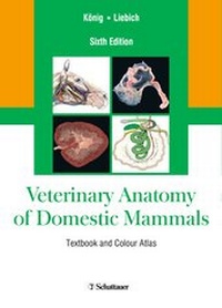 Abbildung von: Veterinary Anatomy of Domestic Mammals - Schattauer