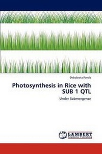Enlarge image Cover: Photosynthesis in Rice with Sub 1 Qtl - LAP Lambert Academic Publishing
