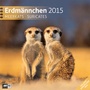 Bild: Erdmännchen 30 x 30 cm 2015 - Ackermann Kunstverlag