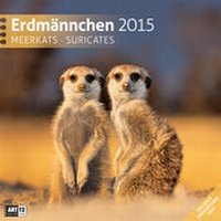 Bild vergrößern Bild: Erdmännchen 30 x 30 cm 2015 - Ackermann Kunstverlag