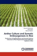 Cover: Anther Culture and Somatic Embryogenesis in Rice - LAP Lambert Academic Publishing
