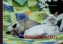 Cover: Thaikatzen - BoD - Books on Demand