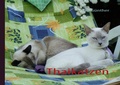 Cover: Thaikatzen - BoD - Books on Demand