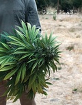 Cover: Grassland - Kehrer Verlag