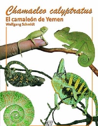 Abbildung von: Chamaeleo calyptratus - Natur und Tier
