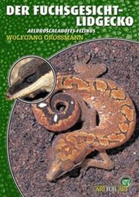 Abbildung von: Der Fuchsgesicht-Lidgecko - Natur und Tier
