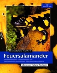 Abbildung von: Feuersalamander - Natur und Tier
