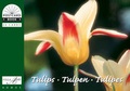 Cover: Tulpen /Tulips /Tulipes - Admos Media