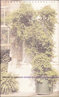 Cover: Studien zum griechischen M&auml;rchen - &Ouml;sterreichisches Museum f&uuml;r Volkskunde