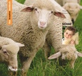 Cover: Das kreative Sachbuch "Schaf" - ALS-Verlag