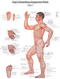 Abbildung von: Akupunkturtafel Chart 1 TUNG's Extraordinary Acupuncture Points on the regular channels - BACOPA