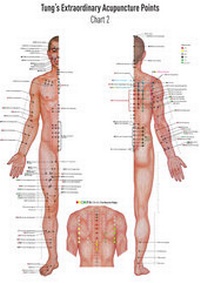 Abbildung von: Akupunkturtafel Chart 2 TUNG's Extraordinary Acupuncture Points on the regular channels - BACOPA