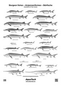 Cover: Sturgeon fishes - Acipenseriformes - St&ouml;rfische - AquaTech Publications