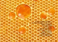 Cover: XVII. Rohkunstbau - Schiler & M&uuml;cke