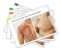 Enlarge image Cover: Muskelkarten - KVM - Der Medizinverlag