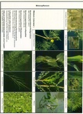Cover: Bestimmungsschl&uuml;ssel stehende Gew&auml;sser - Naglschmid, S