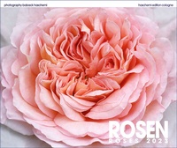 Abbildung von: Rosen - Roses 2023 - haschemi edition cologne